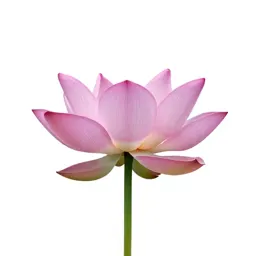 Lotus flower