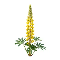 Lupin spike