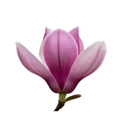 Magnolia flower