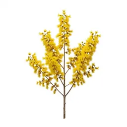 Manuka blossom branch