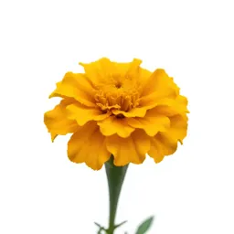 Marigold