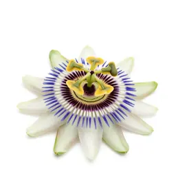 Passionflower
