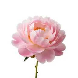 Peony opening