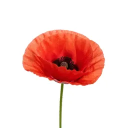Poppy