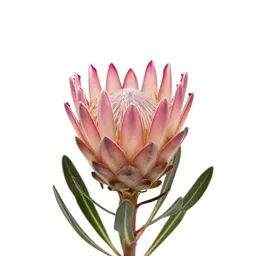 Protea bloom