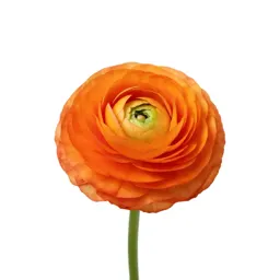 Ranunculus