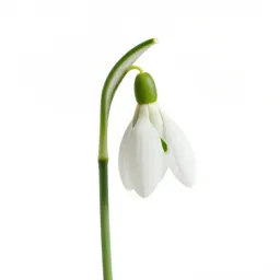 Snowdrop