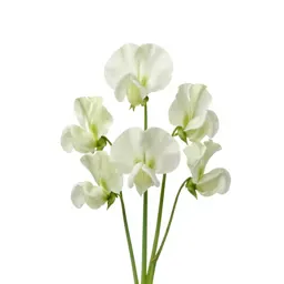 Sweet pea cluster