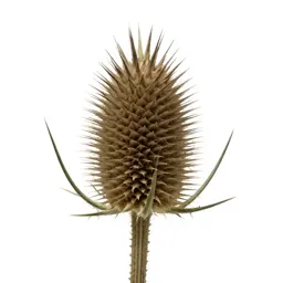Thistle head
