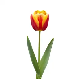 Tulip