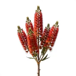 Waratah