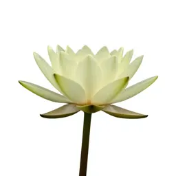 Water lily