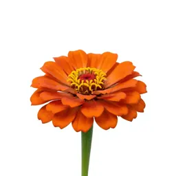 Zinnia