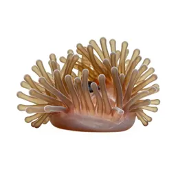 Anemone