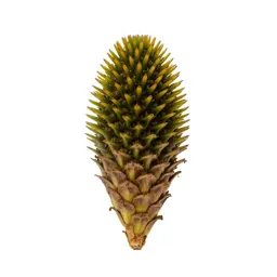 Echinacea cone