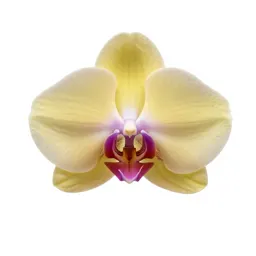 Orchid spray