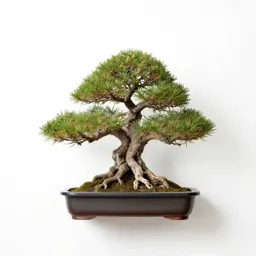 Bonsai training kit