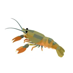 Brine shrimp