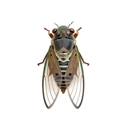 Cicada mid-song