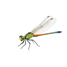 Damselfly