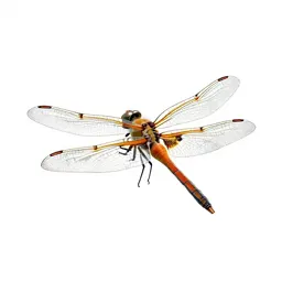 Dragonfly with veined wings