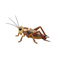 Field cricket