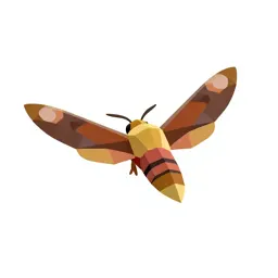 Hawk moth in flight