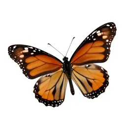 Monarch butterfly with open wings