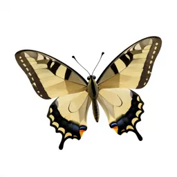 Swallowtail butterfly