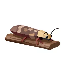 Weta on bark