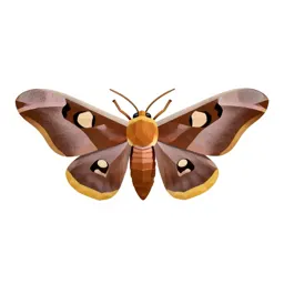 Atlas moth