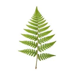 Fern fossil in shale