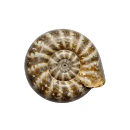 Fossilised ammonite