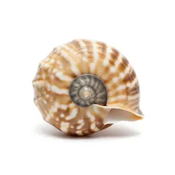 Nautilus shell