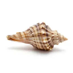 Paua shell