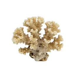 Piece of coral