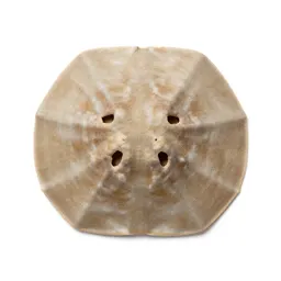 Sand dollar