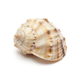 Scallop shell