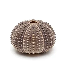 Sea urchin shell