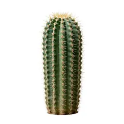 Barrel cactus