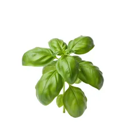 Basil plant