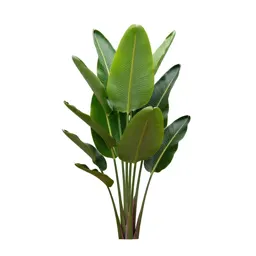 Bird of paradise plant