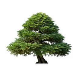 Bonsai juniper