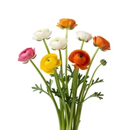 Bunch of ranunculus