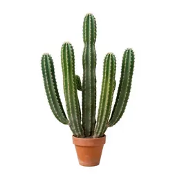 Cactus cluster in terracotta