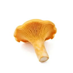 Chanterelle mushroom