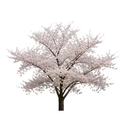 Cherry blossom branch