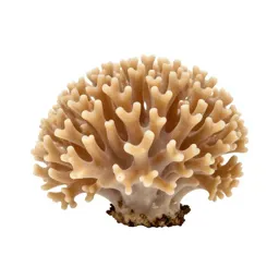 Coral fungus