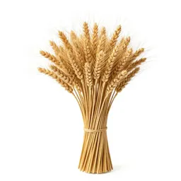 Dried wheat bundle