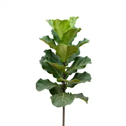 Fiddle leaf fig